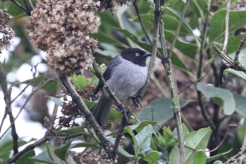 Black-headed Hemispingus (Pseudospingus verticalis), photo 6