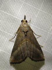 Hypena lividalis