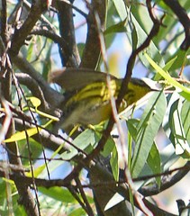 Setophaga magnolia