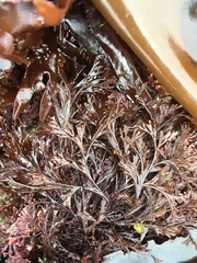 Microcladia borealis