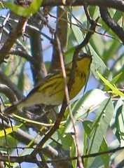 Setophaga magnolia