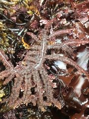 Neoptilota densa
