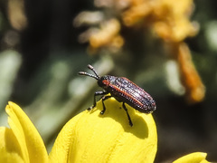 Microrhopala rubrolineata