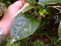 Premna limbata