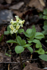 Corydalis malkensis