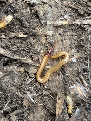 Dicellophilus limatus