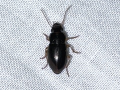 Selenophorus