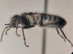 Arhaphe breviata