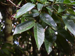 Lepiderema sericolignis