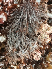 Microcladia borealis