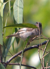 Passer domesticus