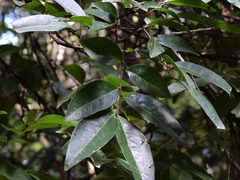 Lepiderema sericolignis