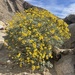 Encelia farinosa - Photo (c) bobkeeran,  זכויות יוצרים חלקיות (CC BY-NC)