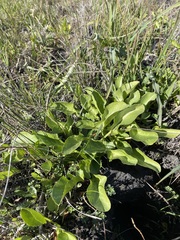 Sanicula maritima