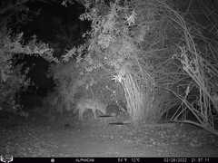 Canis latrans