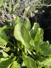 Sanicula maritima
