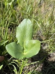 Sanicula maritima