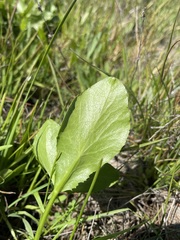 Sanicula maritima