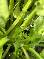 Sanicula maritima