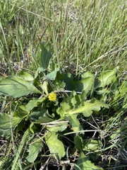 Sanicula maritima