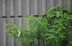 Robinia pseudoacacia