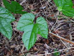 Trichosanthes pilosa