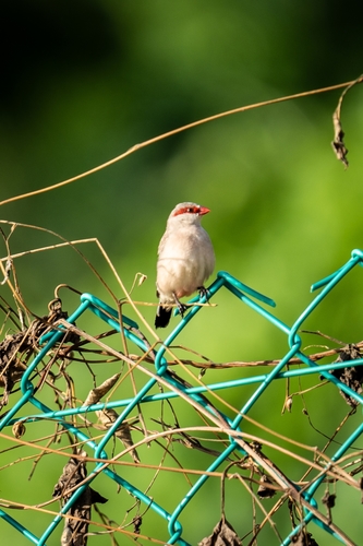 Estrilda culinegra (Estrilda troglodytes)