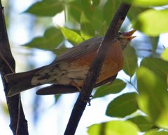 Turdus rufopalliatus