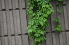 Parthenocissus quinquefolia