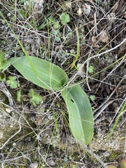 Piperia