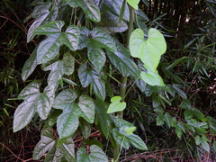 Trichosanthes pilosa