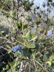 Ceanothus thyrsiflorus obispoensis