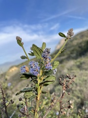 Ceanothus thyrsiflorus obispoensis