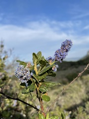 Ceanothus thyrsiflorus obispoensis