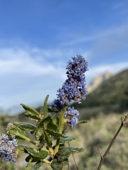 Ceanothus thyrsiflorus obispoensis