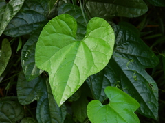 Trichosanthes pilosa