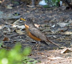 Turdus migratorius