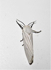 Ustjuzhania lineata
