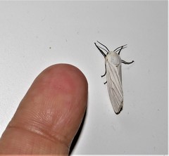 Ustjuzhania lineata