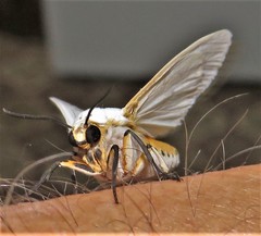 Ustjuzhania lineata