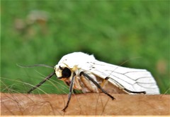 Ustjuzhania lineata