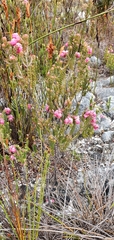 Erica tegulifolia