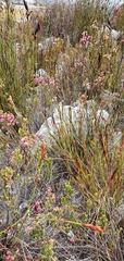 Erica tegulifolia
