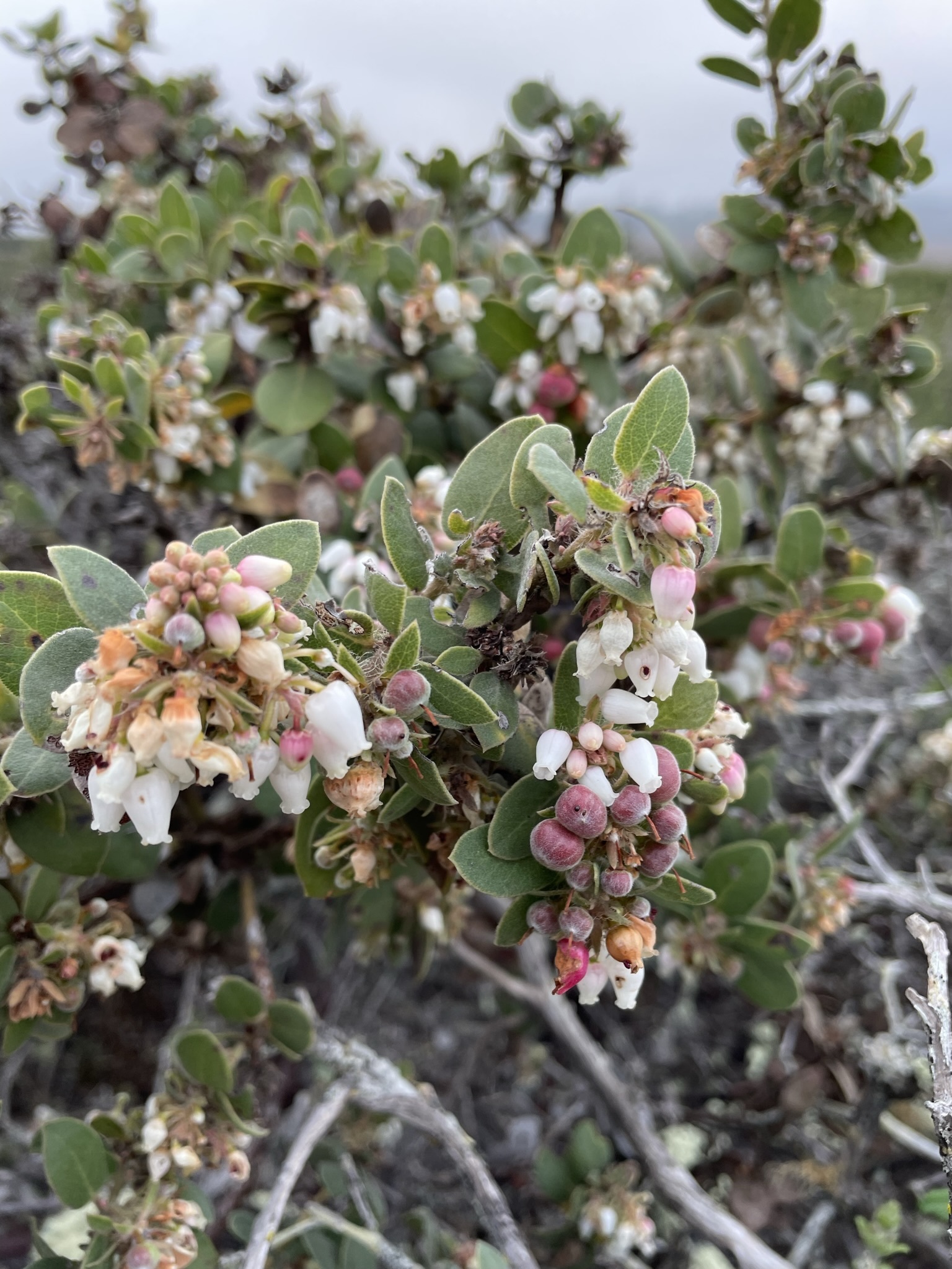 Arctostaphylos morroensis