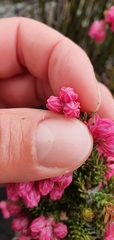 Erica tegulifolia