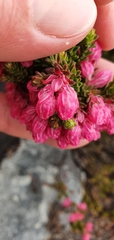 Erica tegulifolia