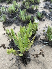 Horkelia cuneata puberula