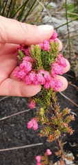 Erica tegulifolia