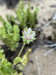 Horkelia cuneata puberula