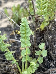 Horkelia cuneata puberula